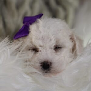 bichon frise lancaster pa