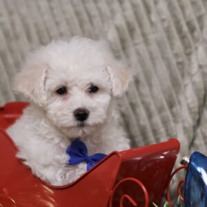 bichon frise mini