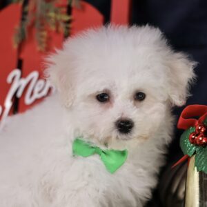 teacup bichon frise puppy