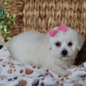 Hypoallergenic dogs that dont shed