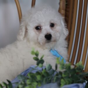 bichon frise mini puppy