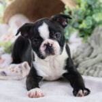 boston terrier adoption near me
