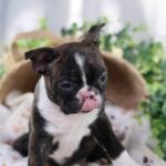 boston terrier puppies for sale in pa