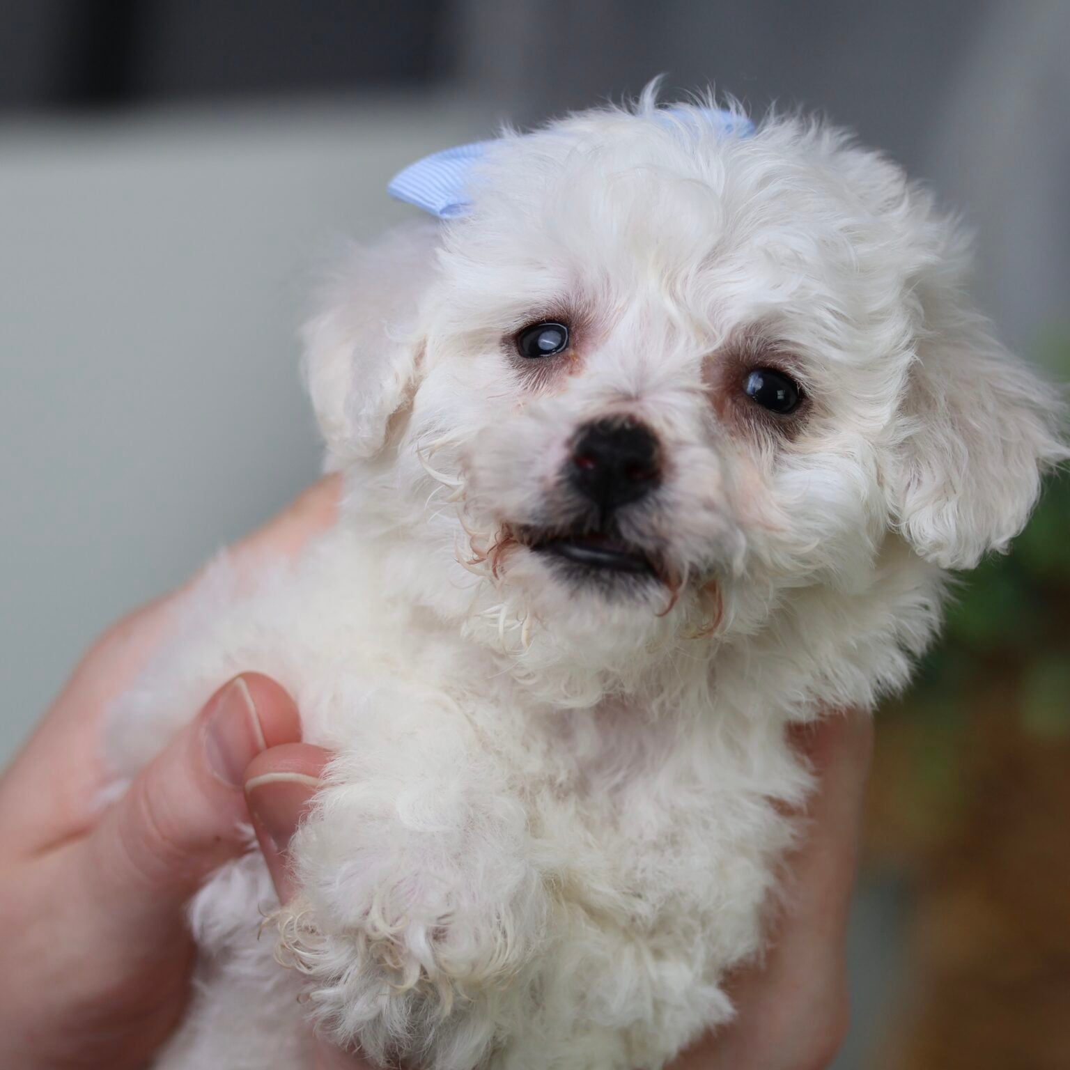 Paw Tale Puppies | Bichon Frise Puppies | Vet Checked Pups