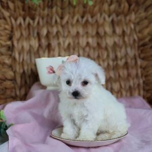 teacup bichon frise puppy price