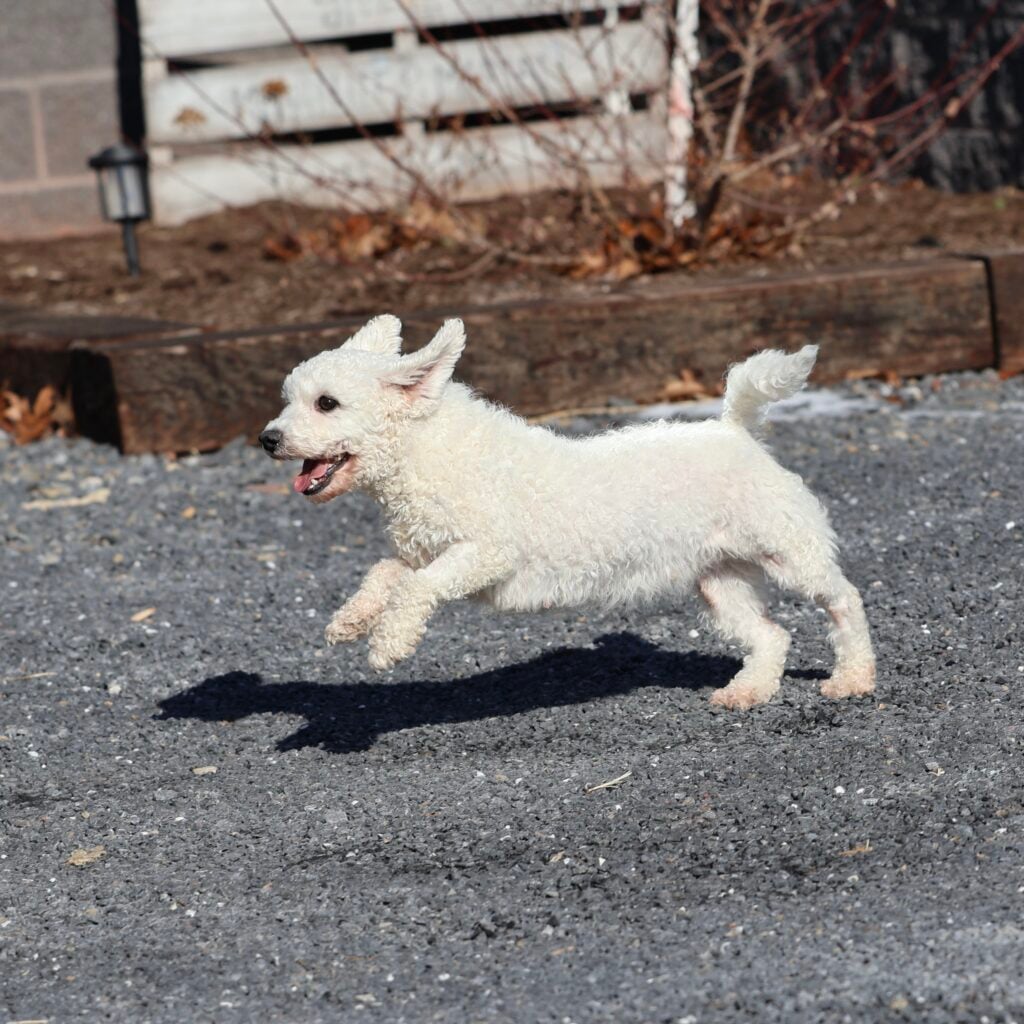Bichon Frise Adult