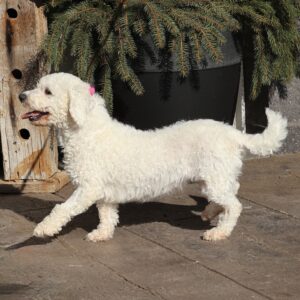 Bichon Frise Mom bonnie