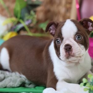 Boston Terrier Adoption Near Me