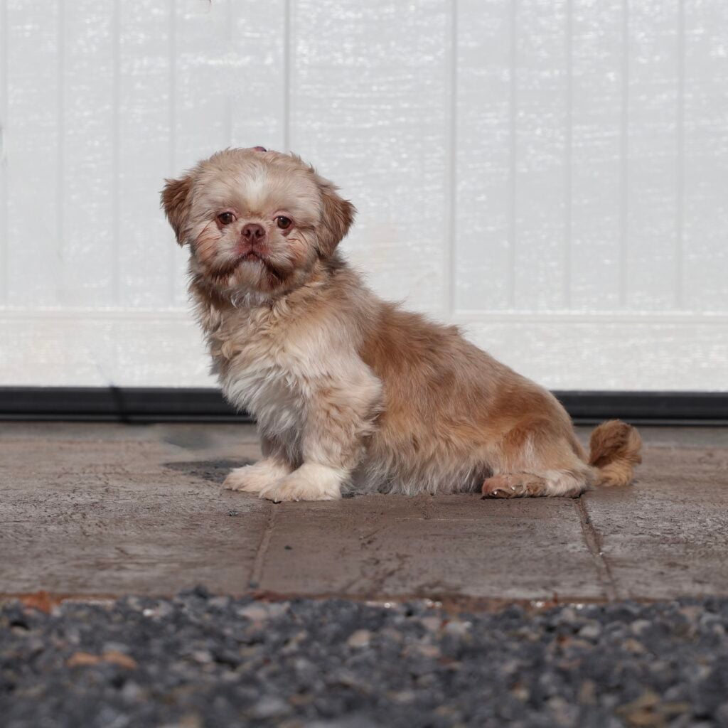 Teddy Bear Dog DJ