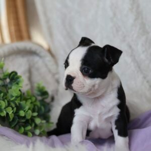 boston terrier puppy for sale in pa