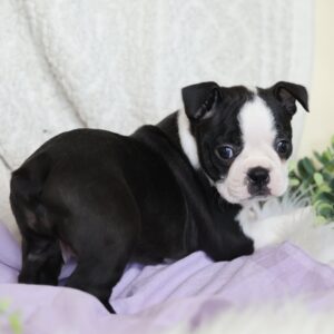 boston terrier pa