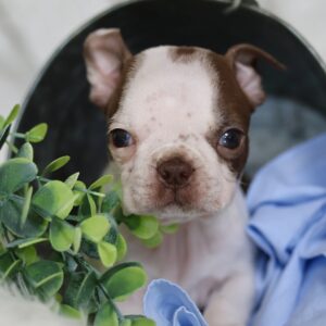 mini boston terrier