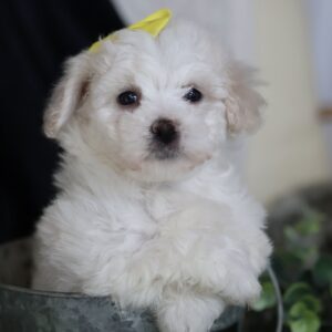 puppy bichon for sale