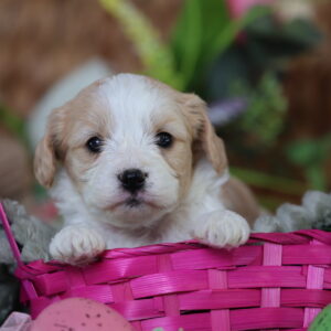 teddy bear puppies for sale in pa