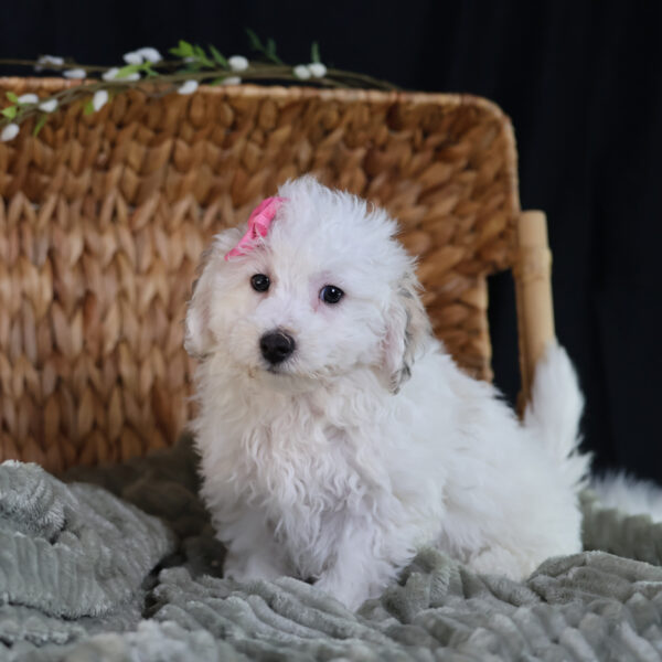 bichpoo