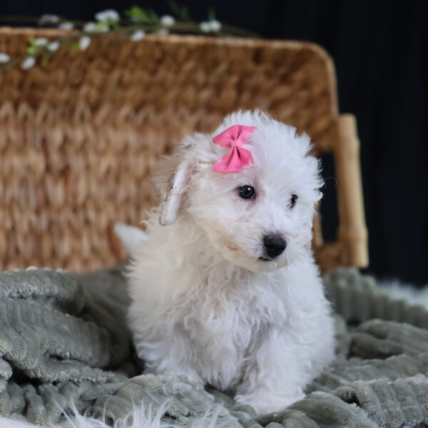 bichpoo adoption