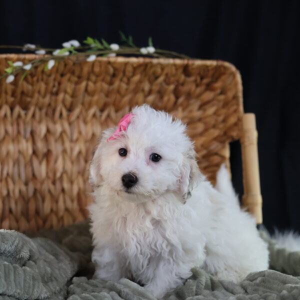 bichpoo for sale near me