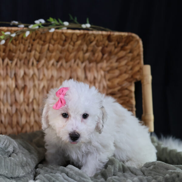 bichpoo puppies