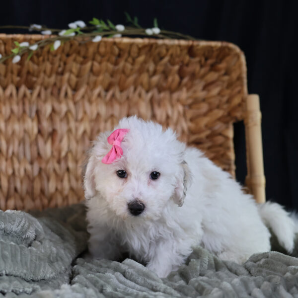 bichpoo puppies for sale
