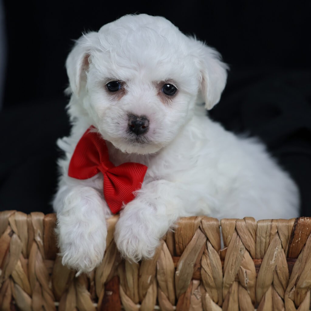 miniature bichon - Teddy Bear Breeder