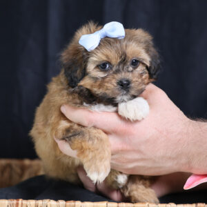 Mini teddy bear puppies for sale