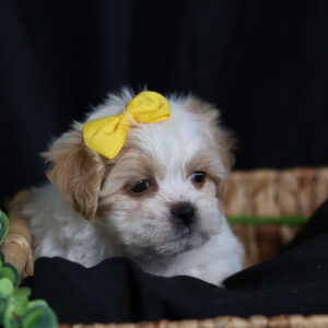 teddy bear puppies for adoption