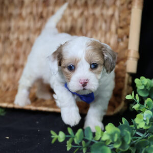 Puppies With Blue Eyes