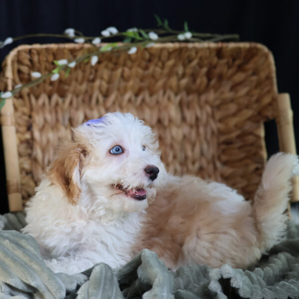 bichpoo