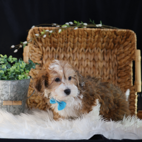 bichpoo