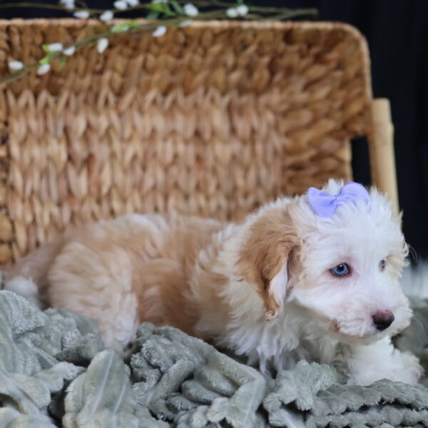 bichpoo dog
