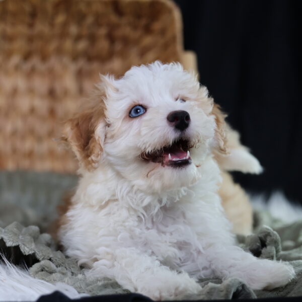 bichpoo for adoption