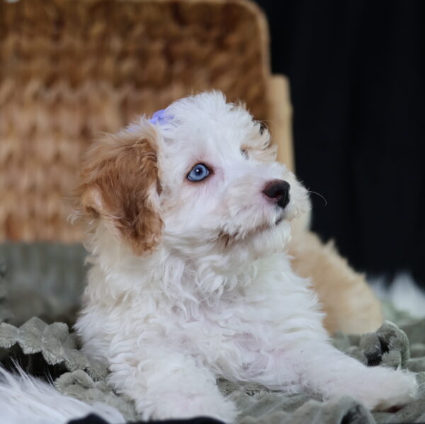 bichpoo for sale