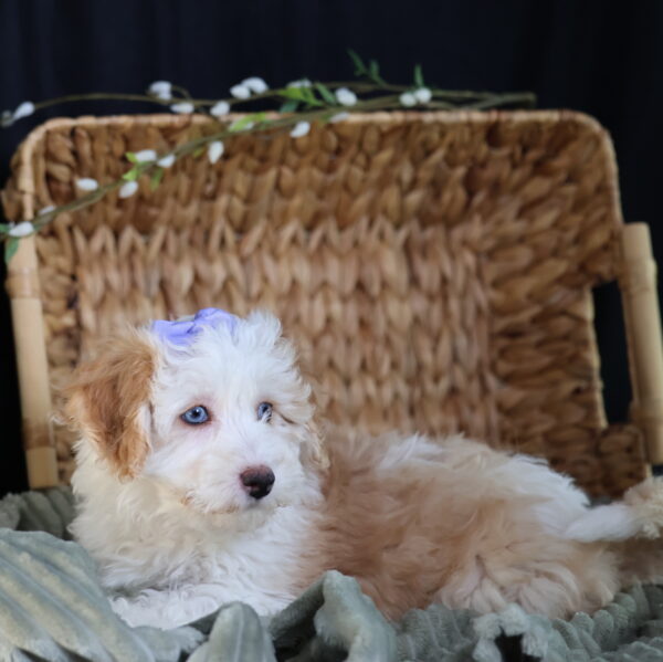 bichpoo for sale near me