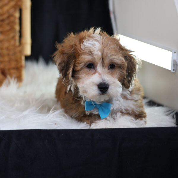 bichpoo puppies