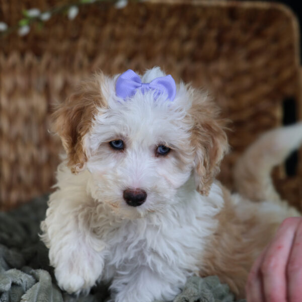bichpoo puppies