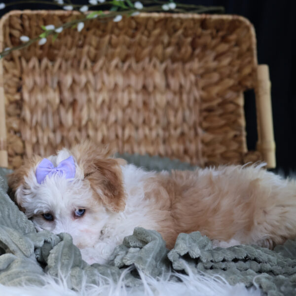 bichpoo puppies for adoption
