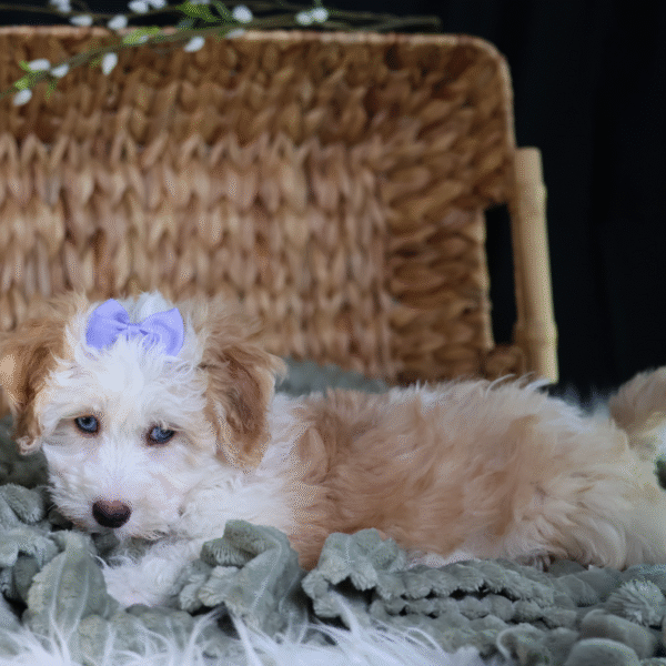 bichpoo puppies for adoption near me