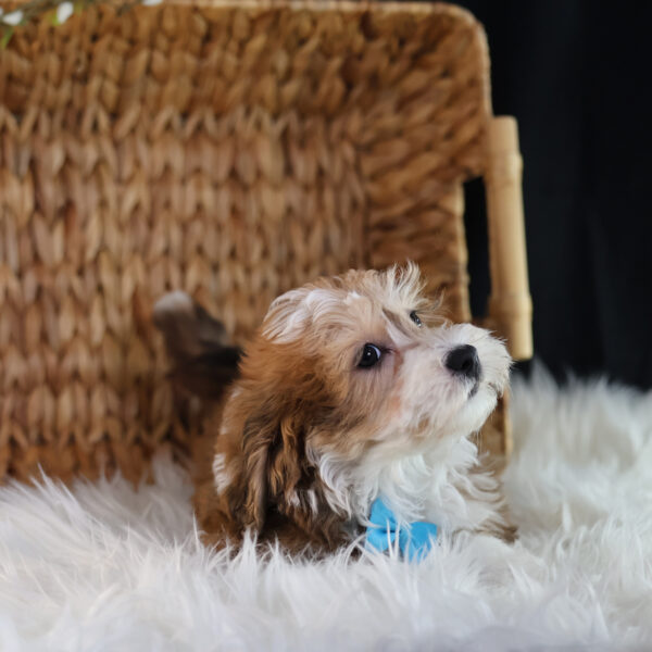 bichpoo puppies for sale