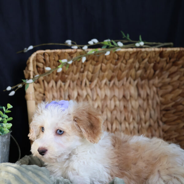 bichpoo puppies for sale