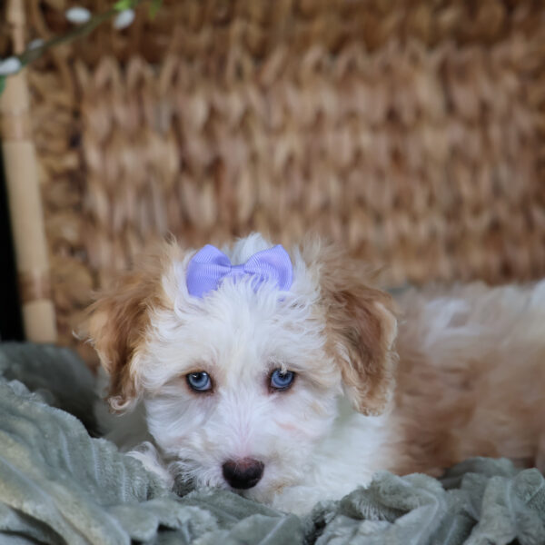 bichpoo puppies near me