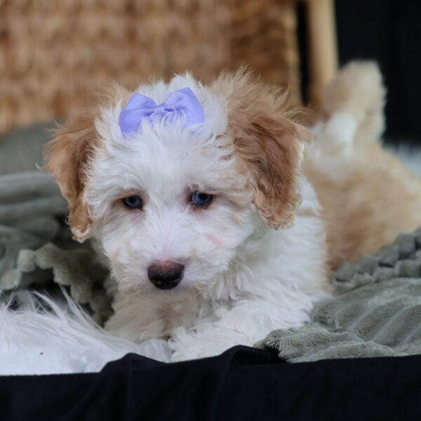 bichpoo puppy