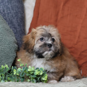breeders for teddy bear puppies