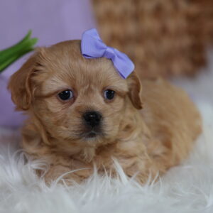 female teddy bear puppy near me