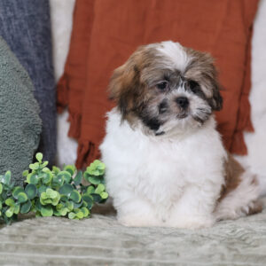 miniature teddy bear puppies for sale