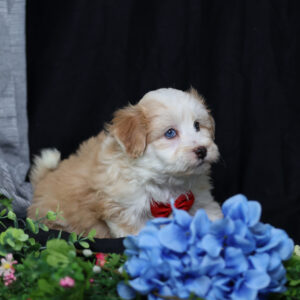 poochon bichon
