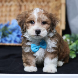 poochon puppies for sale.
