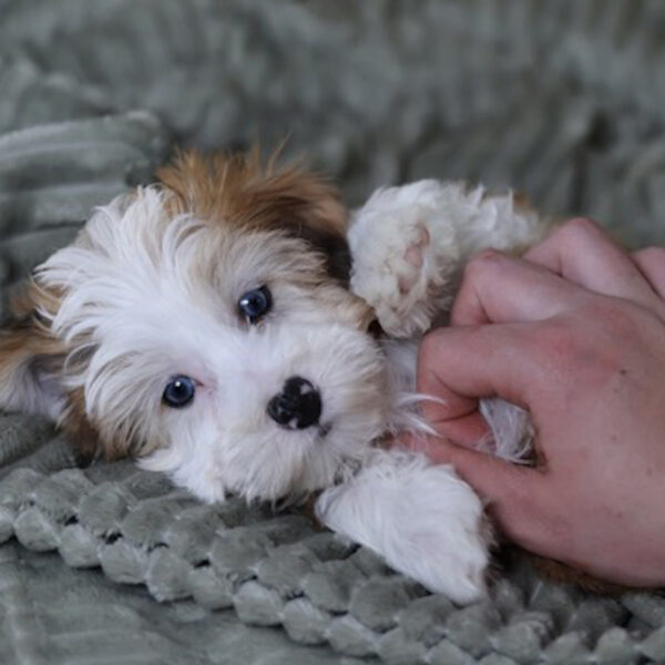bichpoo dog