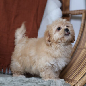 teacup teddy bear puppies for sale