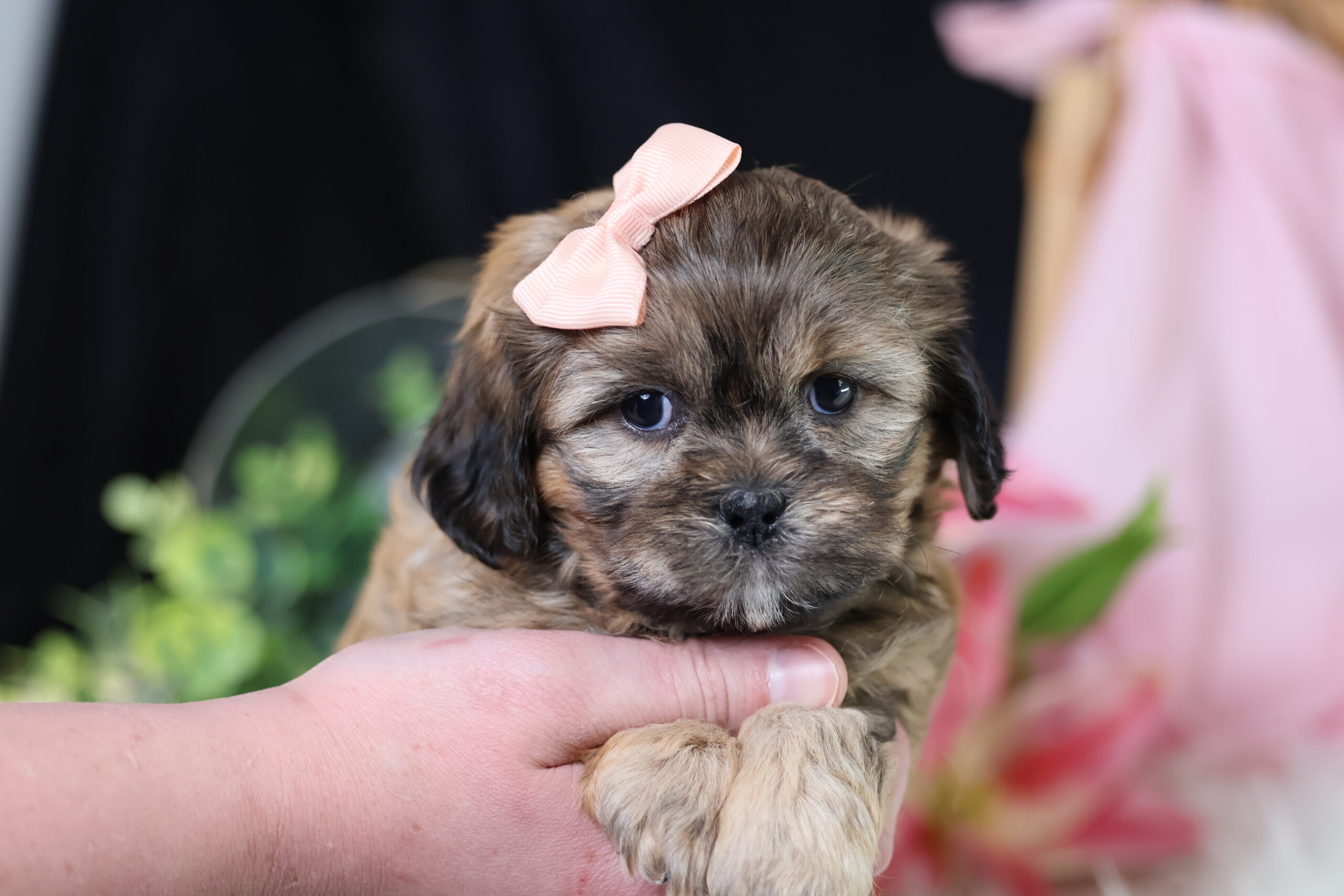 pes teddy bear puppies black river falls wi