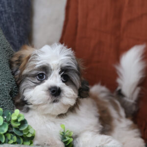 teddy bear puppies for sale in pa